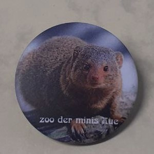 ZooMinis - Anstecker Zwergmungo
