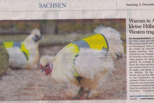 17 12 02 Freie presse Sachsen Warum Hühner Westen tragen