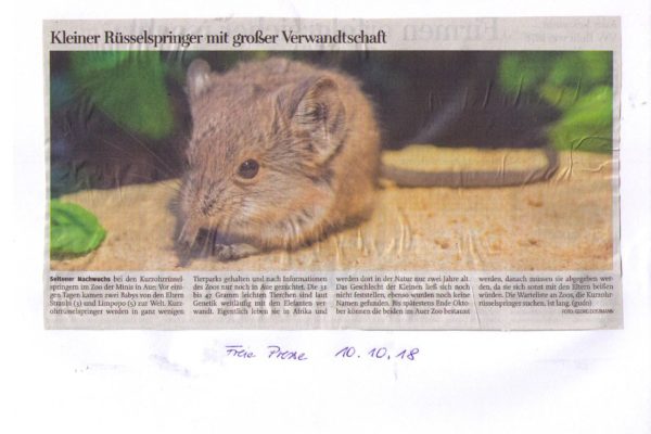 18 10 10 Freie Presse Kleiner Rüsselspringer mit großer Verwandtschaft