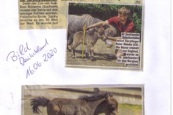 20 06 16 Bild Deutschland - Pony so klein wie ein Pinscher