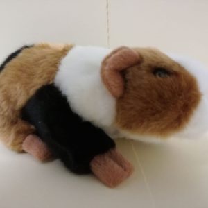 Meerschweinchen Kurzhaar
