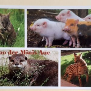 ZooMinis Aue - Karte Nr.II