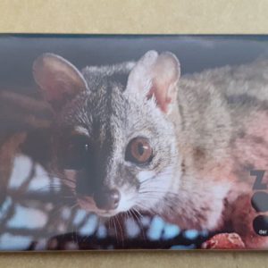 Magnet Ginsterkatze - Mit Bild aus unserem Zoo