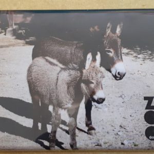 Magnet MiniEsel - Mit Bild aus unserem Zoo