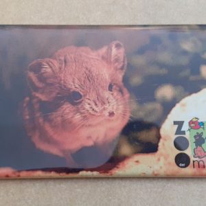 Magnet Kurzohrrüsselspringer - Mit Bild aus unserem Zoo