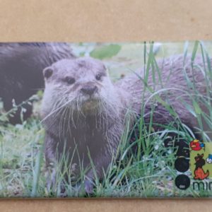 Magnet Zwergotter - Mit Bild aus unserem Zoo