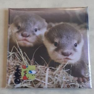 Magnet Baby-Zwergotter - Mit Bild aus unserem Zoo