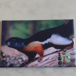 Magnet Prevost-Schönhörnchen - Mit Bild aus unserem Zoo (Kopie)